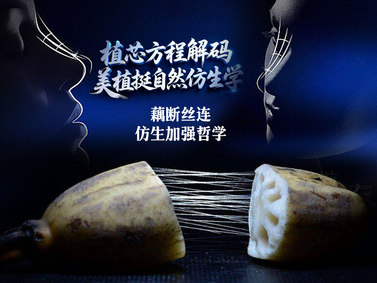 植芯方程解码·美植挺自然仿生学  藕断丝连的加强哲学